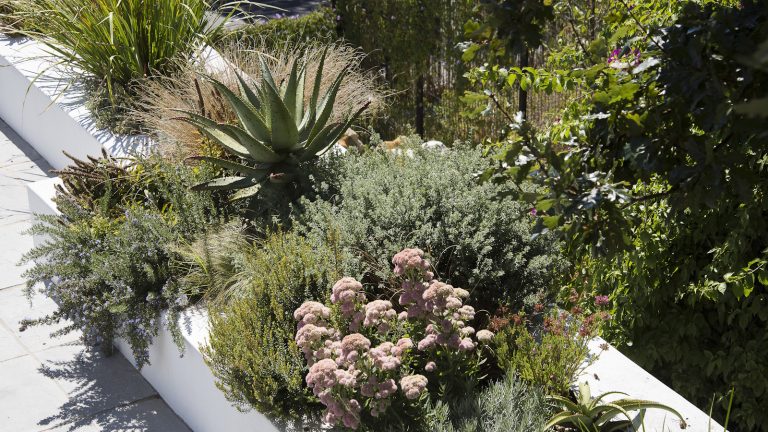Comment transformer un enfer inhospitalier en une extension attrayante de votre cour – conseils d’experts sur la conception, la plantation et le séjour dans la loi Shrubs, including aloe vera in modern white planting bed