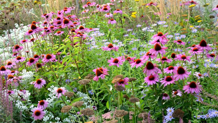 Il n’est pas trop tard pour semer les plantes vivaces et les biennales en juillet pour remplir vos frontières de fleurs de retour – voici mes choix pour 7 fleurs à planter ce mois-ci perennial planting