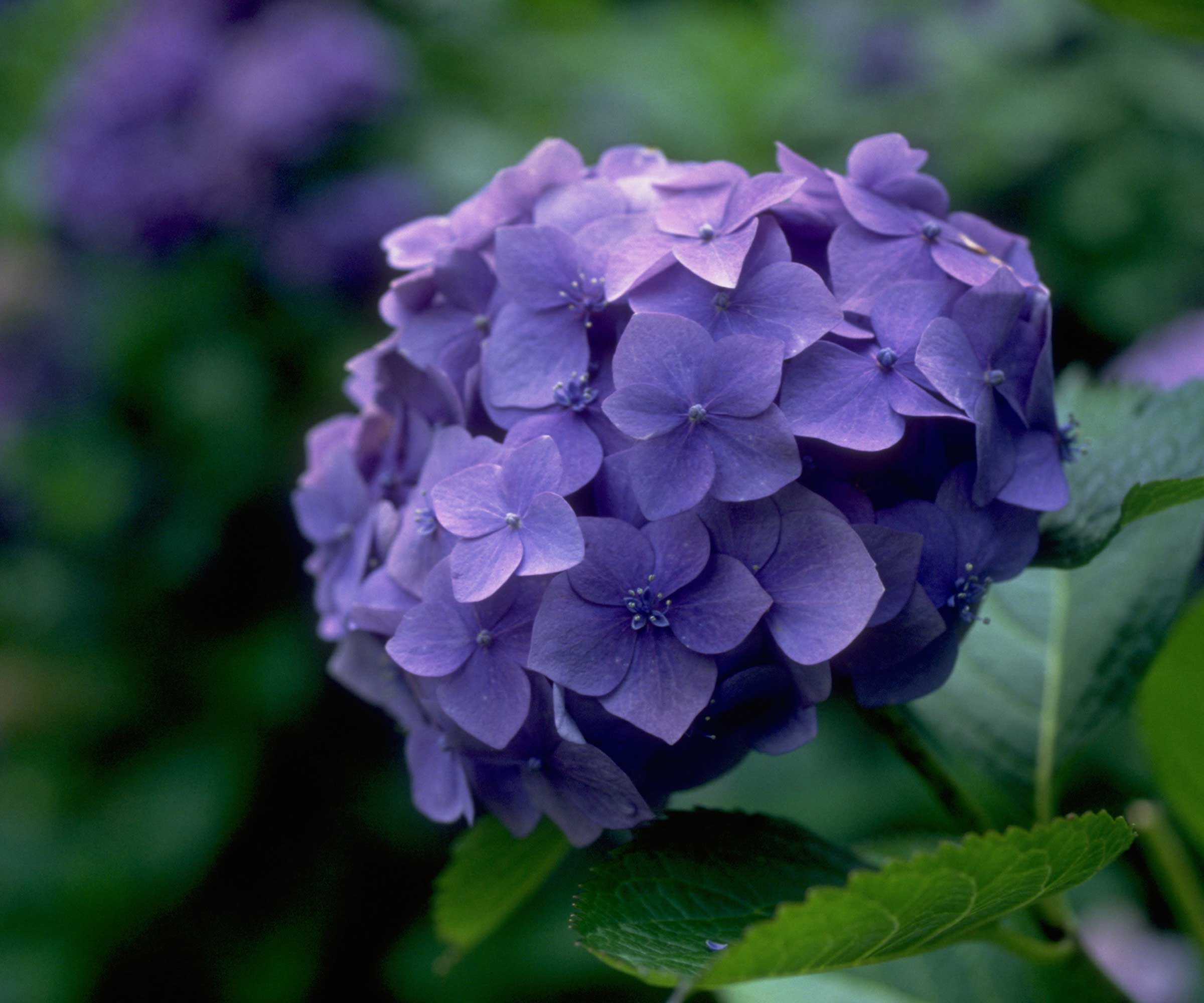 Fleur d'hortensia bleue