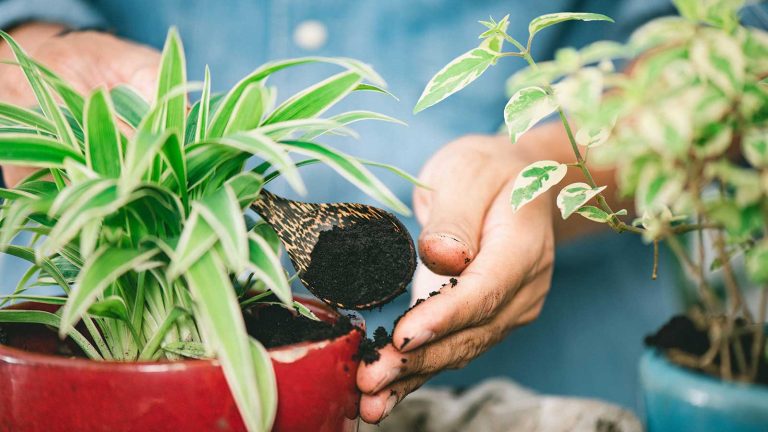 Où ne jamais utiliser de marc de café dans le jardin – pour garder vos plantes d’arrière-cour à leur meilleur putting coffee grounds on potted plant