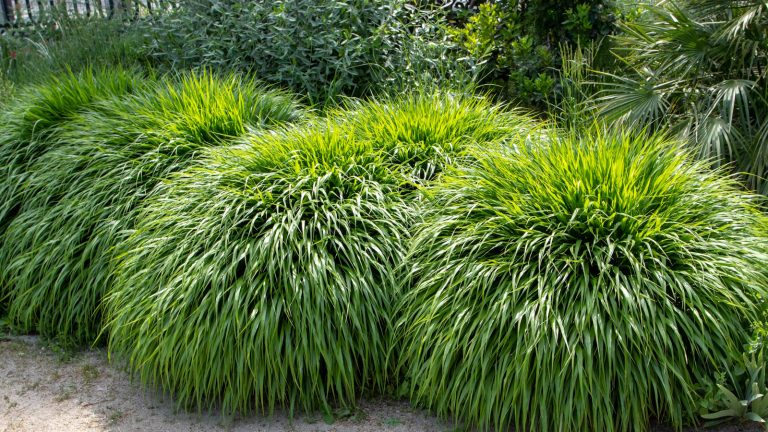 Comment cultiver l’herbe de forêt japonaise – pour une élégante plante de résolution de problèmes qui prospère dans les frontières ombragées Japanese forest grass, with vibrant green blades, growing in dense clumps in a part-shade border during summer