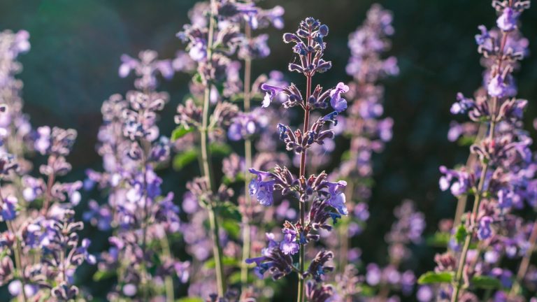 Catmint vs catnip – Quelle est la différence entre ces vivaces populaires? Catmint blooming with sunlight behind