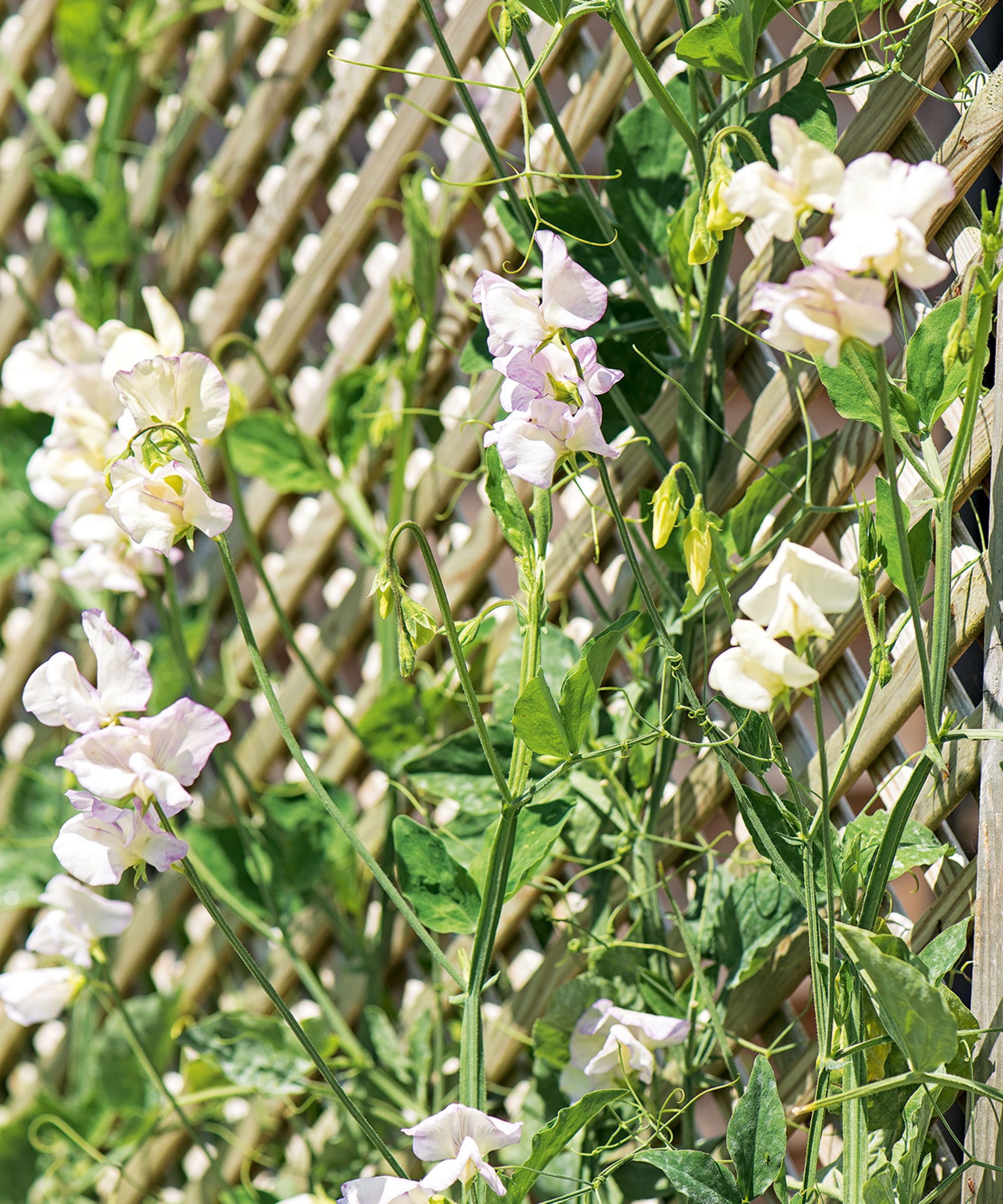 Fence en treillis avec des fleurs d'escalade