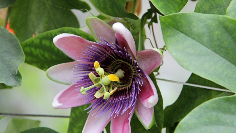 Comment fertiliser les fleurs de Passion – un cultivateur expert révèle les secrets pour prendre soin de ces plantes grinçant Passion flower vine with pink and purple flower and green leaves in summer