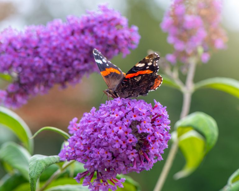 How to care for a butterfly bush &ndash; purple Buddleia bush
