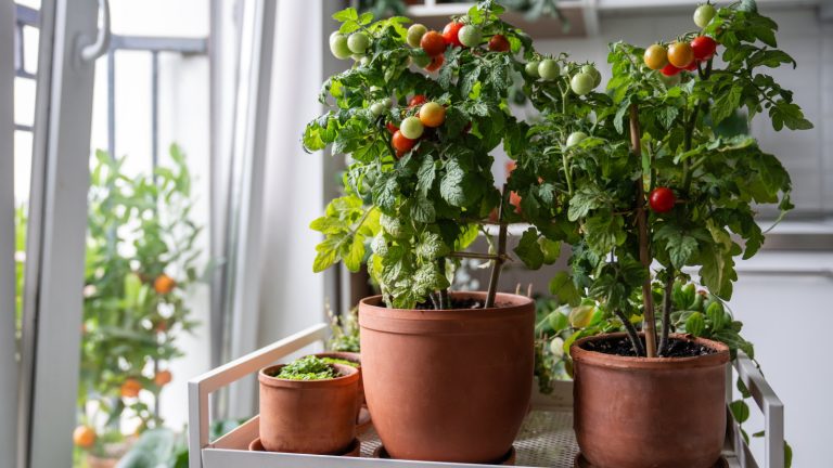 Trouvez-vous que vos tomates ne deviendront pas rouges, peu importe ce que vous essayez? Voici ce que vous faites de mal et comment le réparer Cherry tomato plants growing in containers with ripe fruits