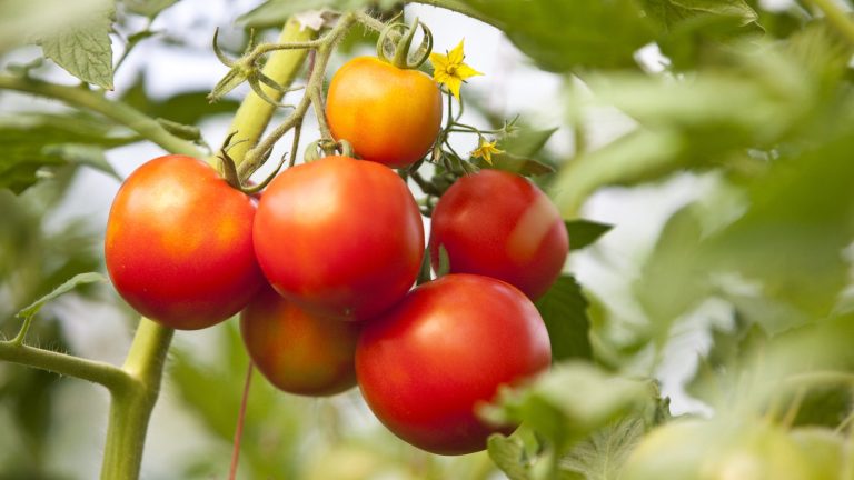 Êtes-vous aux prises avec des pucerons sur des plants de tomates? Les experts révèlent 5 façons de se débarrasser de ces ravageurs pour de bon Red tomatoes ripening on the vine