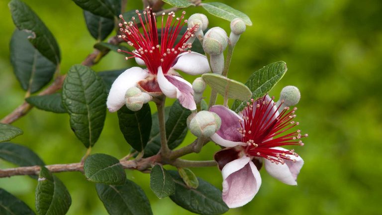 Les meilleurs édiments pour se développer sur la côte ouest – que ce soit des artichauts ou des grenades, ces cultures prospéreront dans une myriade de microclimats de Washington au sud de la Californie pineapple guava flowers