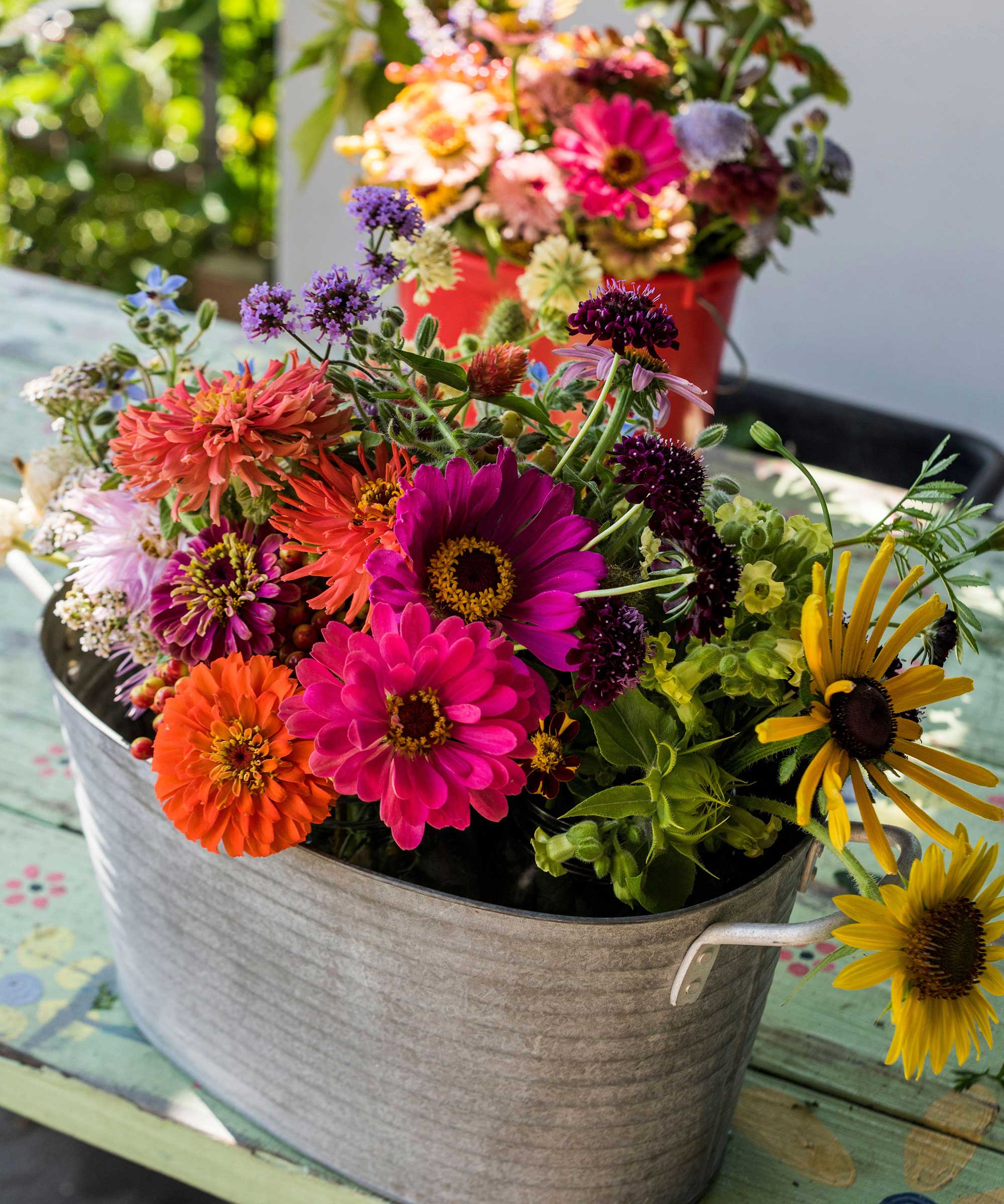 couper les zinnias dans un seau