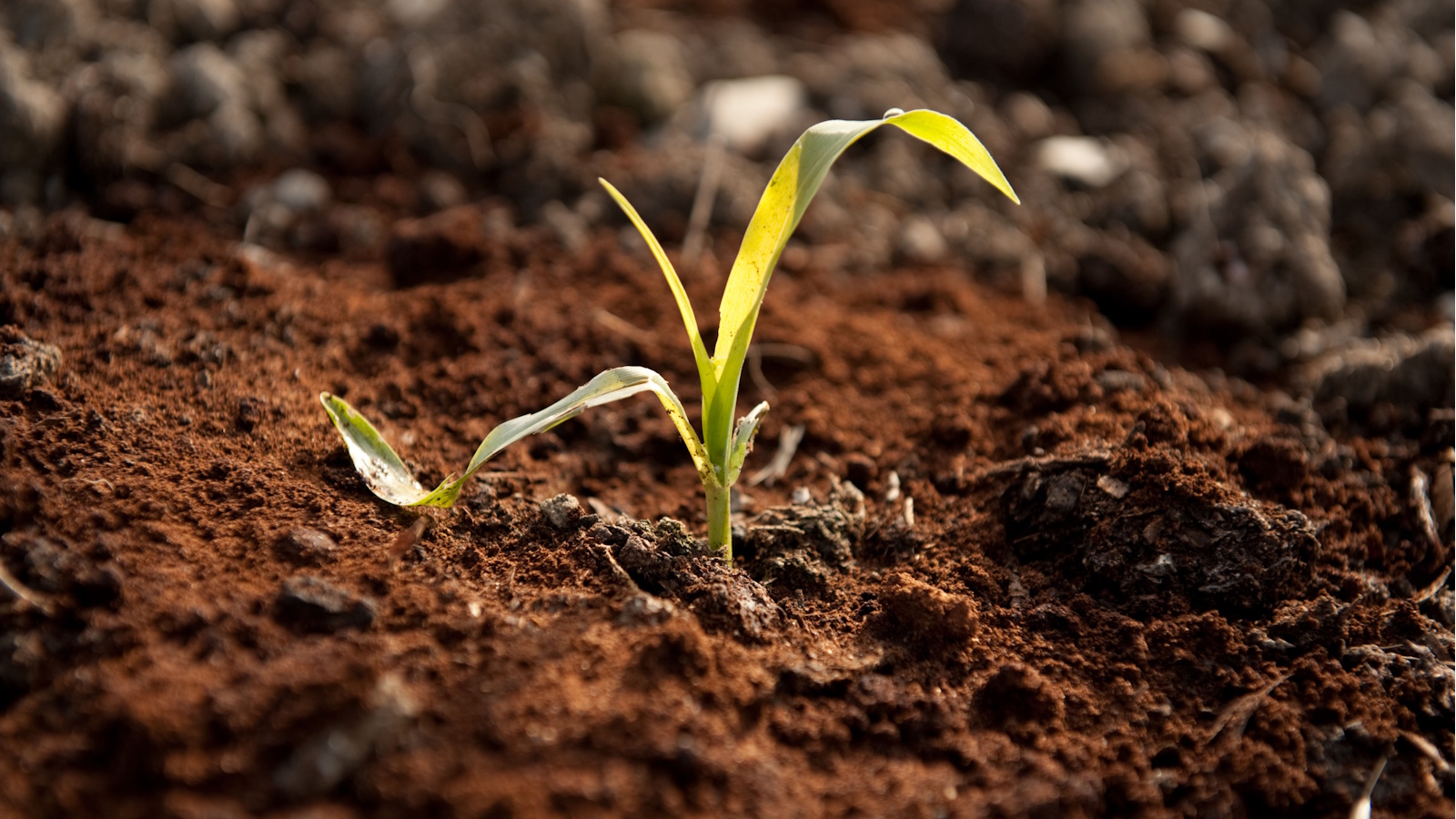Marc de café pour dissuader les limaces