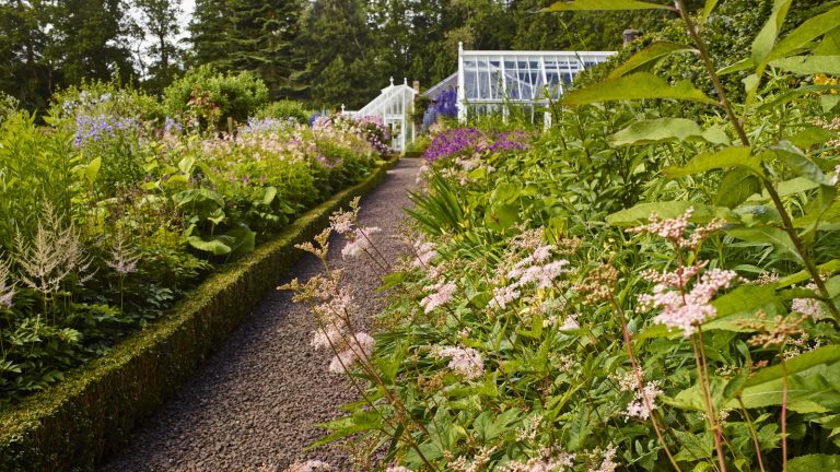 Garden border full of shrubs and perennials in summer, with a greenhouse beyond