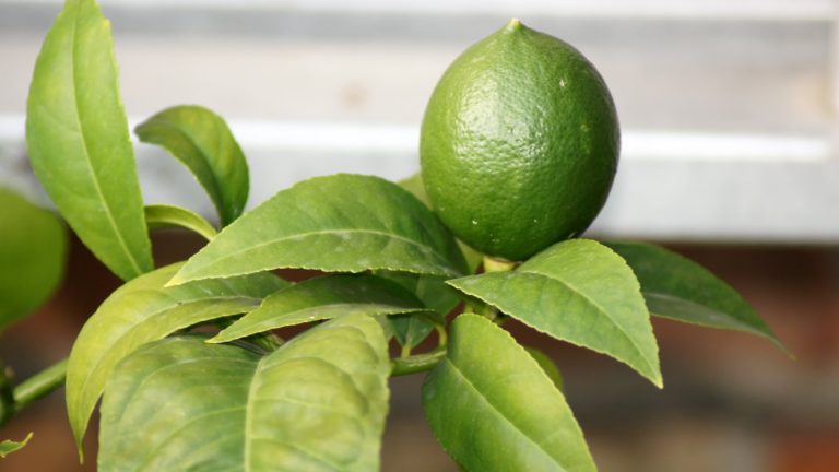 Comment cultiver un time dans un pot – 4 choses pour bien faire pour les arbres sains et les grandes récoltes, même dans de minuscules espaces A green lime fruit ripening on a lime tree in a pot