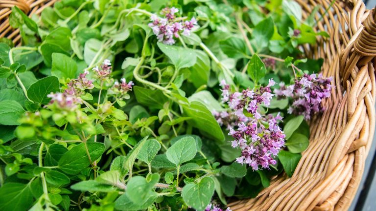 Comment faire pousser Marjoram – pour les feuilles aromatiques et les belles fleurs comestibles How to grow marjoram