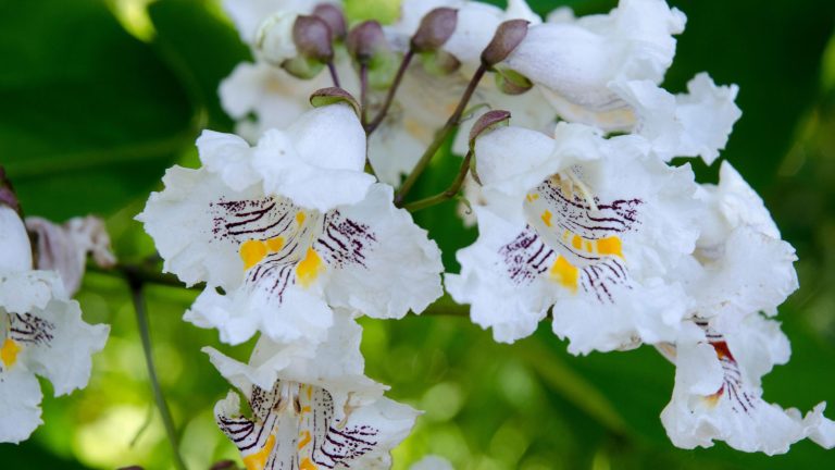Meilleures plantes pour le sol limoneuse – les experts recommandent 10 fleurs, arbustes et arbres qui prospèrent dans ces conditions northern catalpa tree with large white flowers