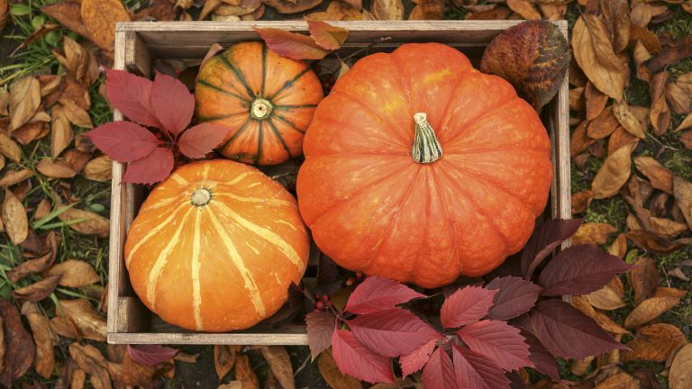 Il n’est pas trop tard pour planter des citrouilles en juillet dans des zones plus chaudes, qui se développera à temps pour Halloween et Thanksgiving Different types of orange pumpkins in a wooden crate surrounded by fall foliage