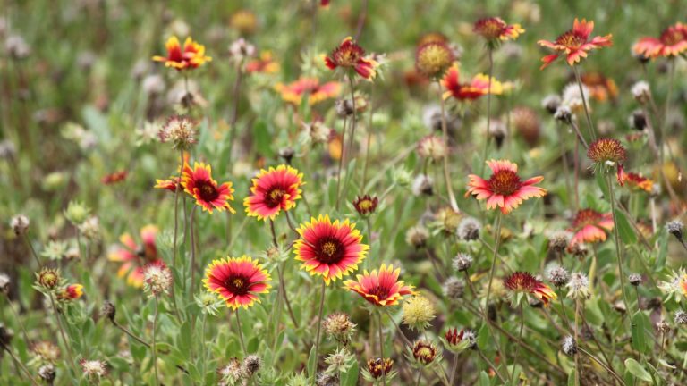 Comment faire des fleurs de couverture morte – pour libérer leur potentiel de floraison complet pour une couleur et une vigueur illimitées Blanket flower