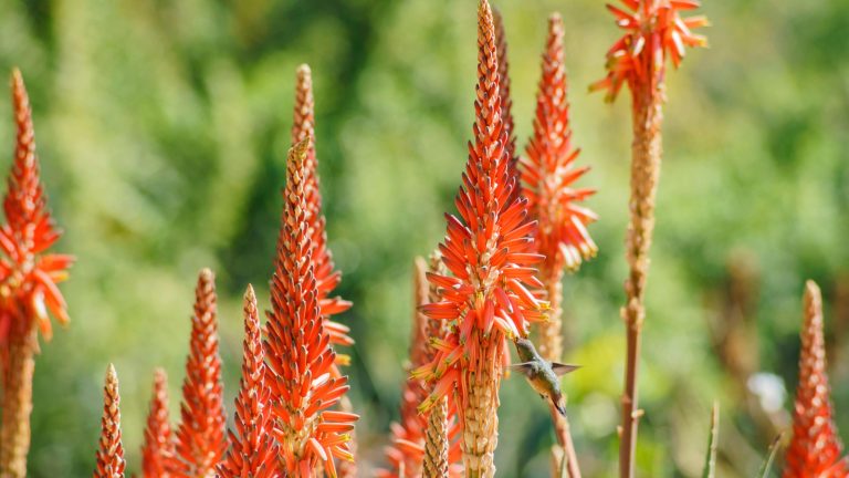 6 plantes à ne jamais se développer dans une zone de risque d’incendie de forêt, ainsi que les meilleures alternatives résistantes au feu red flower spikes of Aloe arborescens plants