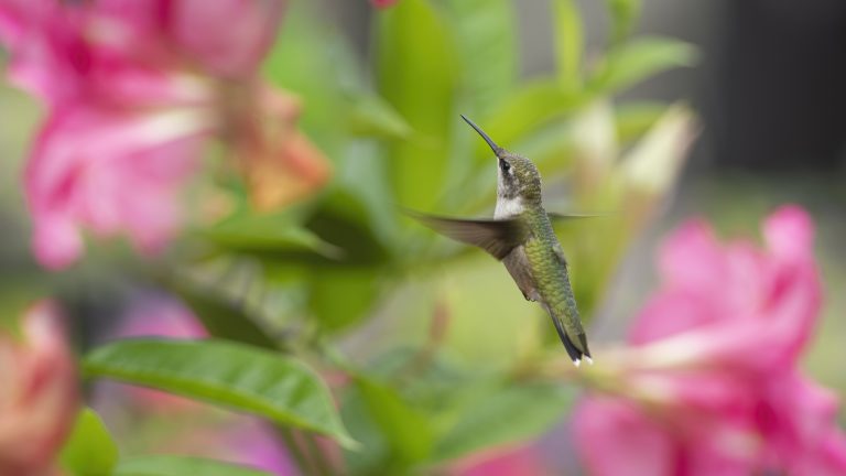 7 fleurs tubulaires à ne jamais être mortes en septembre – ces plantes sont une bouée de sauvetage de fin d’été pour migrer les colibris sur leur voyage épique vers le sud A hummingbird flying near mandevilla vines with pink blooms
