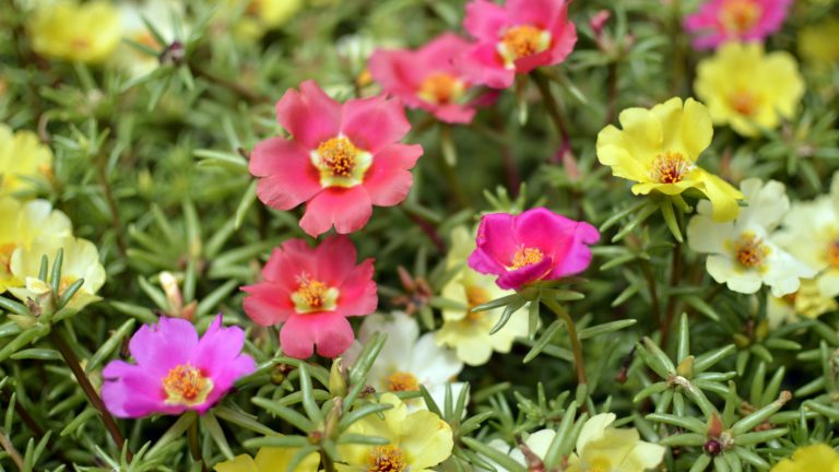 Avez-vous besoin de Portulaca de Deadhead? Ce sont peut-être des plantes autonettoyantes, mais il y a de grands avantages à pincer les fleurs A portulaca covered in red, yellow, white, and pink flowers