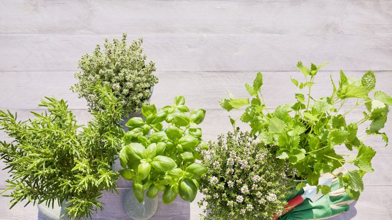 J’ai trouvé une façon intelligente de couvrir instantanément ma clôture nue – et de créer un potager vertical qui a le goût aussi bon qu’il a l’air Still life of potted fresh herbs, shovel and garden gloves on wooden background