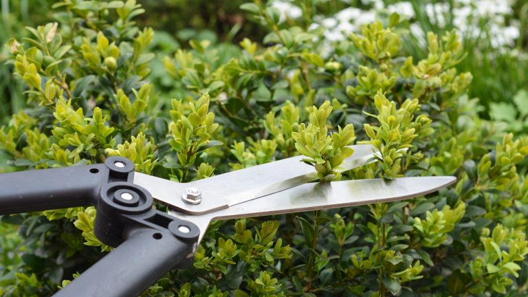 Taille ces plantes en juillet avant qu’il ne soit trop tard – 7 fleurs et arbustes, vous devez couper maintenant avant la fin de la fenêtre d’élagage de l’été Pruning shears clipping a box hedging during spring