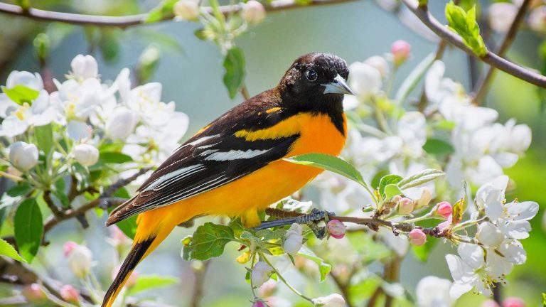 Comment attirer les orioles dans votre cour – 4 suggestions d’experts sur la nourriture à fournir pour accueillir ces créatures dynamiques oriole in blossom tree