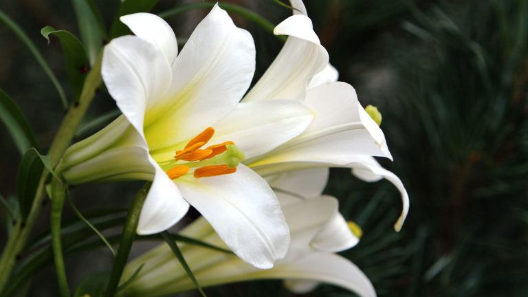 Comment cultiver des lys dans des pots – Conseils d’experts pour des étalages floraux dramatiques avec un parfum d’été ravissant sur les patios, les terrasses et les balcons Easter lily flowers