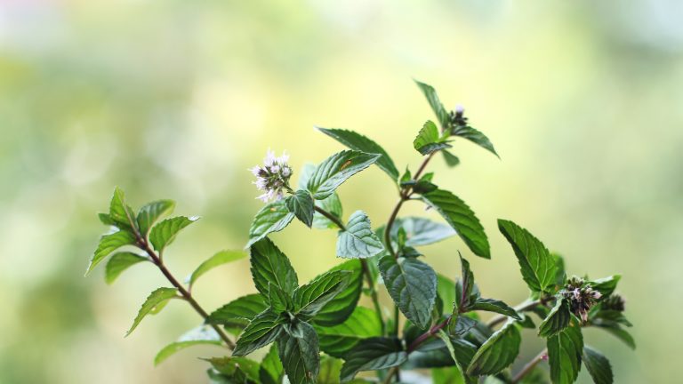 J’ai découvert une herbe fraîche que les écureuils détestent, mais vous adorerez – et c’est une forme idéale de contrôle naturel des ravageurs Close up of peppermint plant with tiny lilac flowers