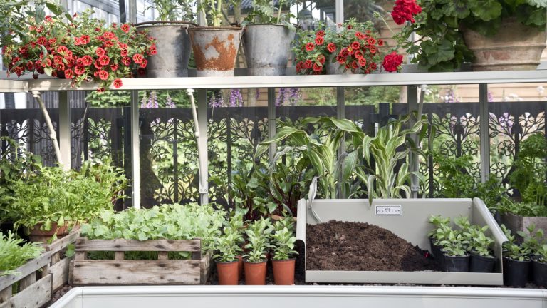 7 plantes à propager en juillet – obtenez de nouvelles plantes et cultivez votre jardin gratuitement en prenant des boutures ce mois-ci A potting bench in a greenhouse with seedlings and plants in containers