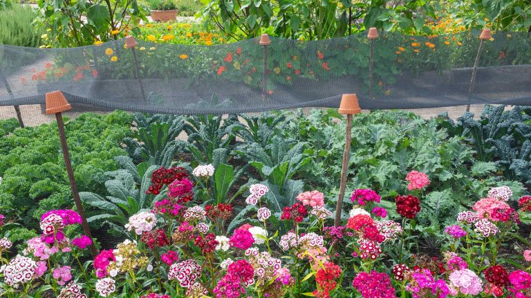 Les jardiniers ont demandé à choisir le bon type de filet de jardin – pour éviter de nuire à la faune locale et aux cultures dommageables netting over vegetable beds with sweet William flowers