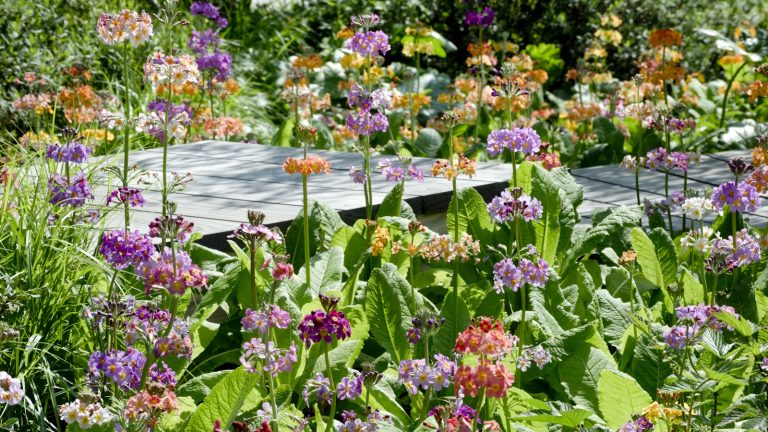 7 plantes fantaisistes qui donneront une sensation magique de jardin de fées à votre cour Colorful blooms of candelabra primulas, opening in shades of pink, red and orange, seen at the RHS Chelsea Flower Show 2024