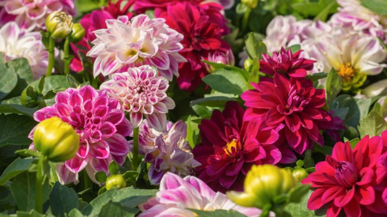 Si vos dahlias sont détruits par des perce-oreilles, ce piratage simple et sans produits chimiques les éloignera – afin que vous puissiez profiter de fleurs parfaites toute la saison Dahlia blooms on show