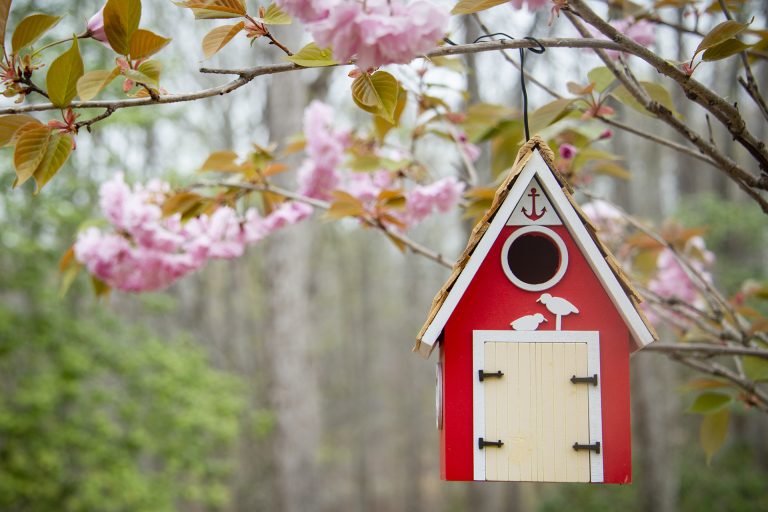bird box in garden