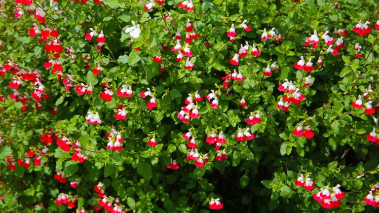 Salvia Hot Lips