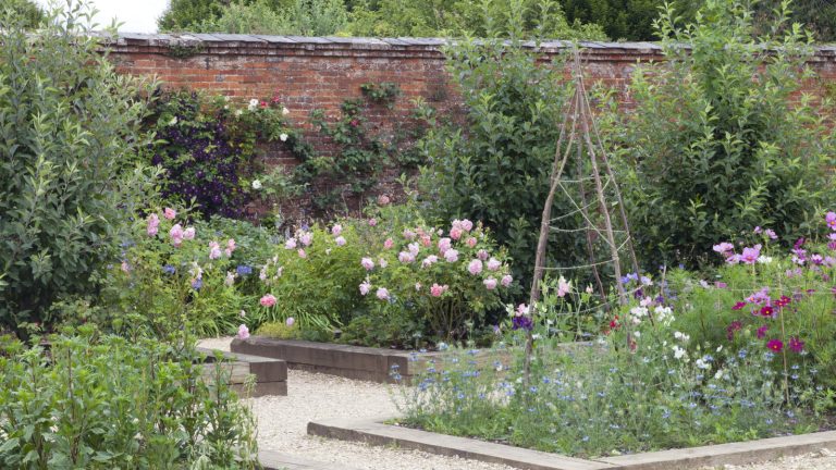 5 des annuelles les plus délicates que j’ai jamais grandi et comment réussir avec eux – même à la fin de l’été Flowers growing in raised beds surrounded by gravel paths in a walled garden