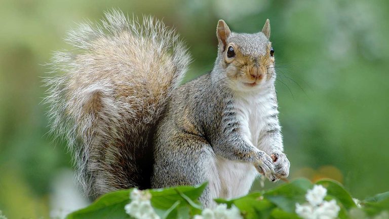 squirrel in garden