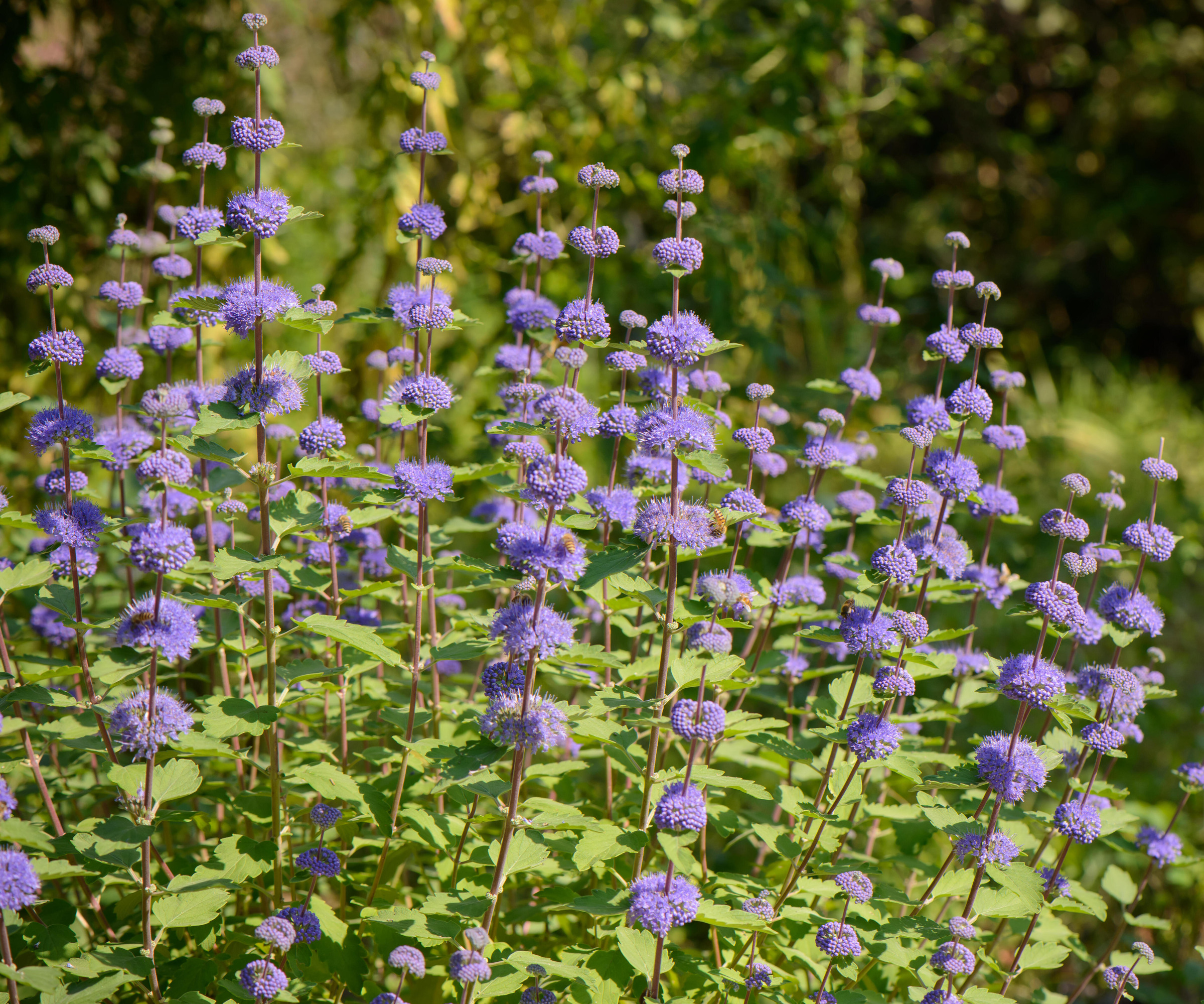 Gros plan sur les plantes de caryoptéris avec des fleurs violettes