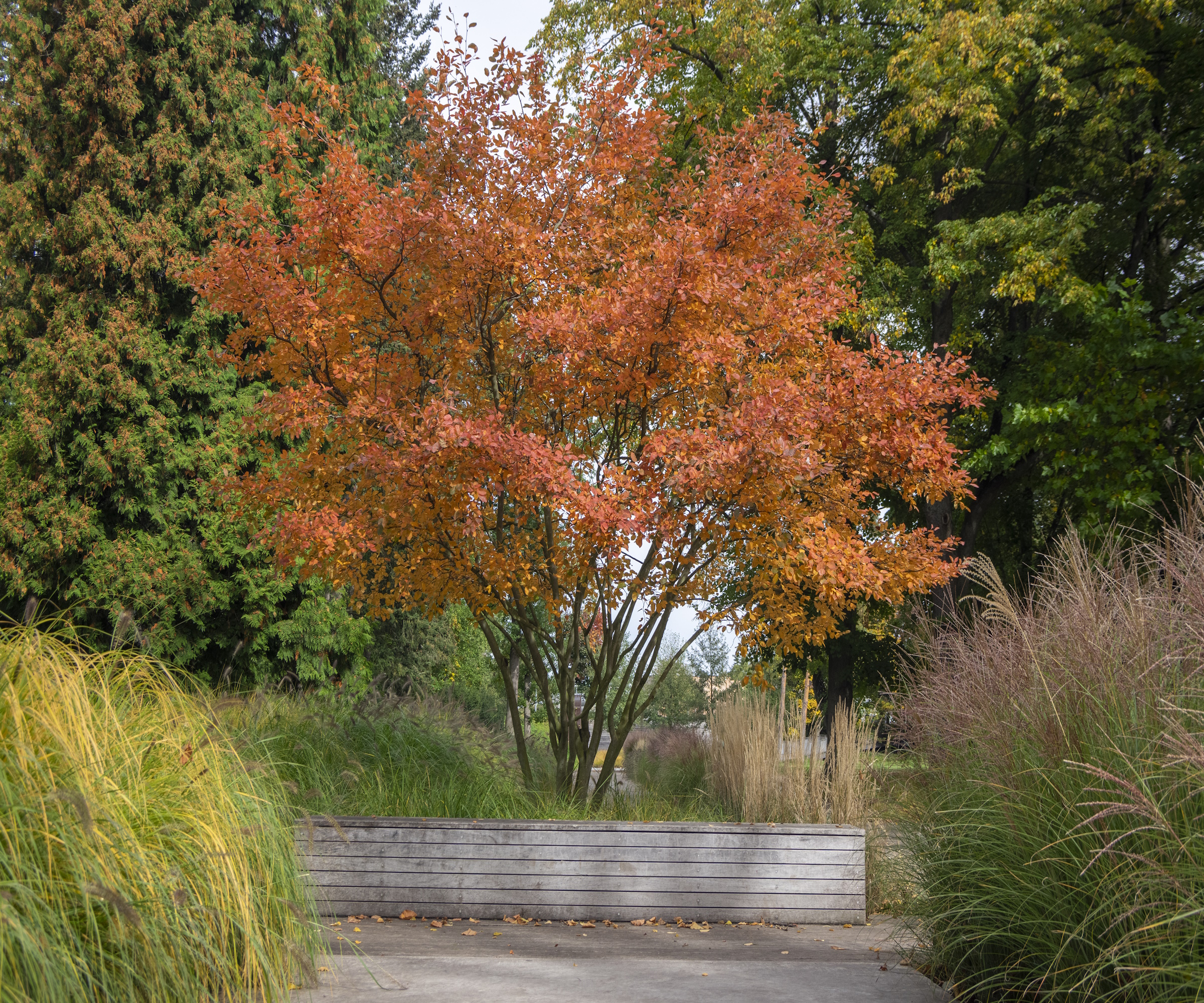 Jardin arbre à l'amélanchie