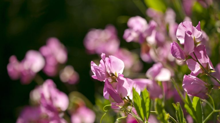 Pink sweet peas growing in a sunny garden border