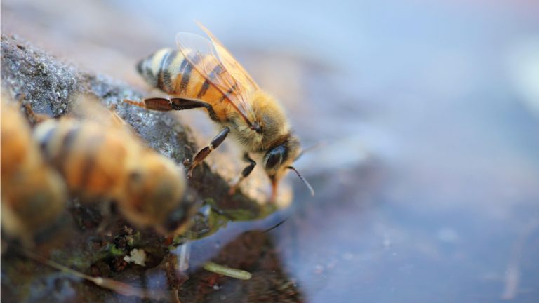 How to make a bee watering station