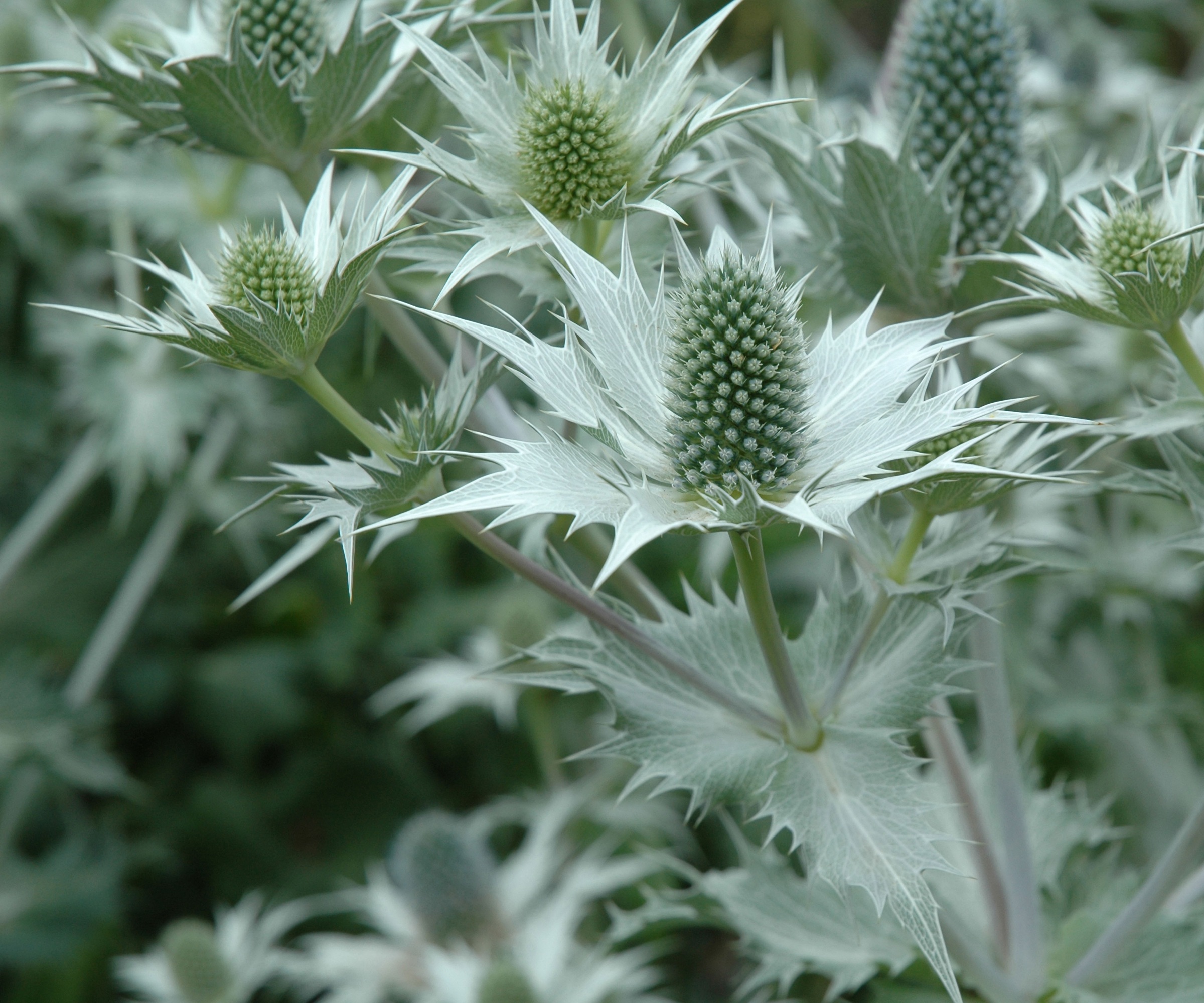 Eryngium Giganteum, Sea Holly