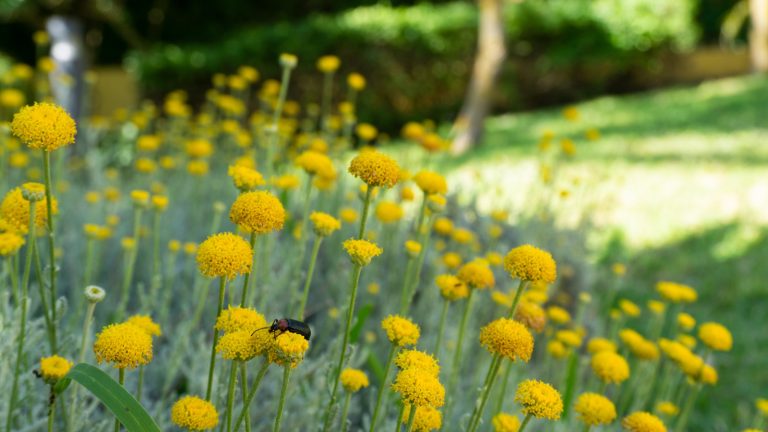 Santolina in a sunny garden border, with silver foliage and yellow blooms