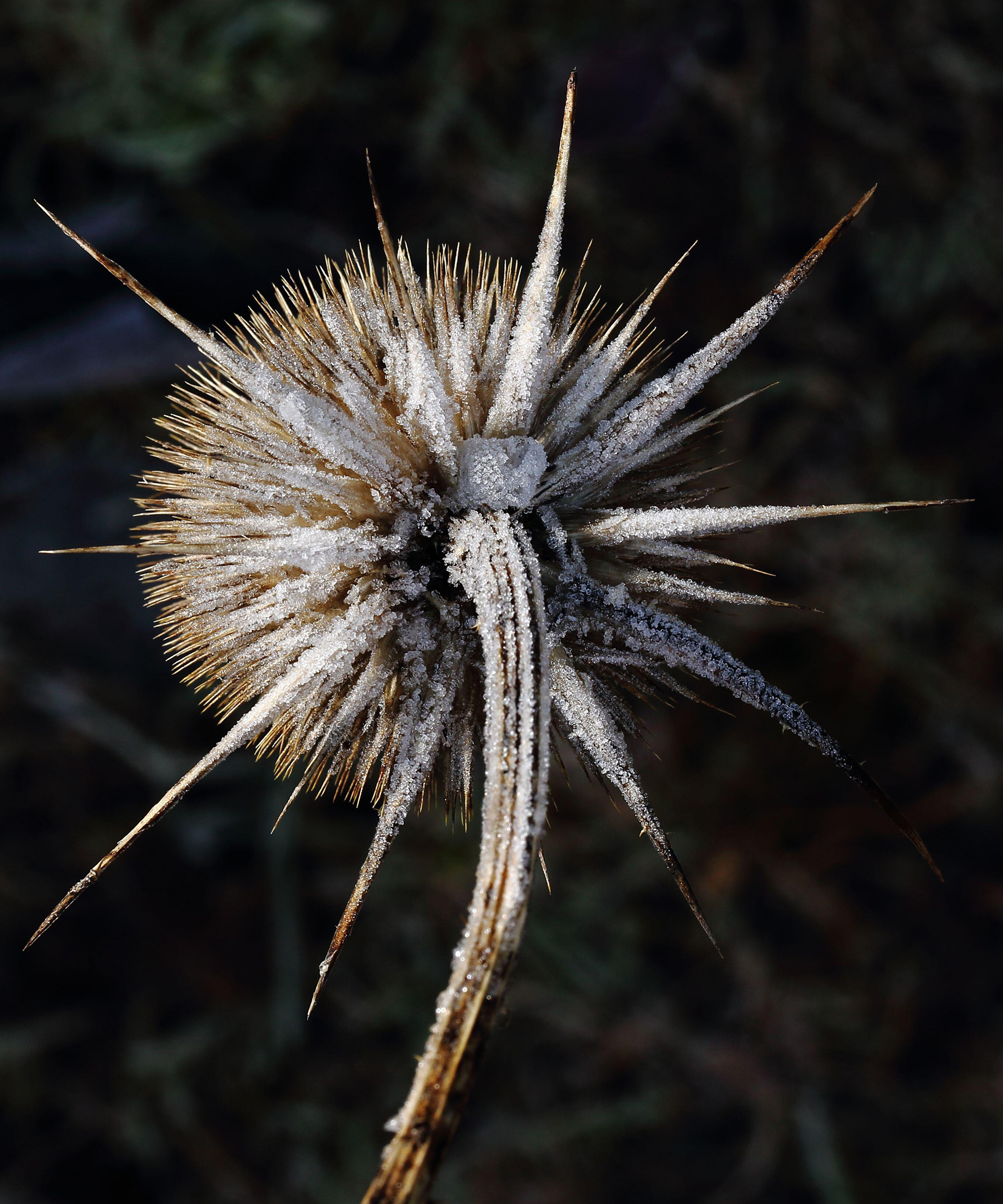 Dipsacus fulonum (taute) Cade de graine recouverte de gel