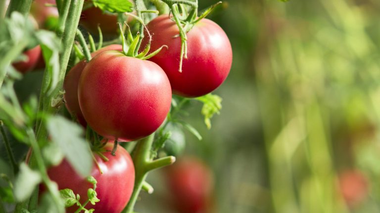 Ne vous inquiétez plus jamais d’une surabondance de tomates verte: comment faire mûrir les tomates sur la vigne en 3 étapes simples A close-up of ripe red tomatoes on a plant in the sunshine