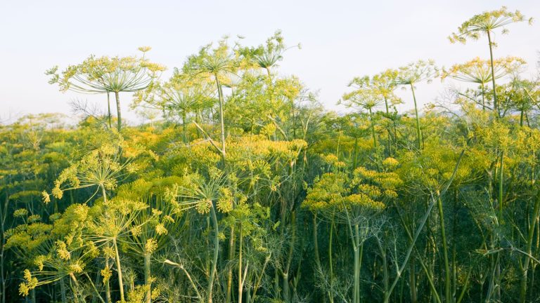 How to prune dill