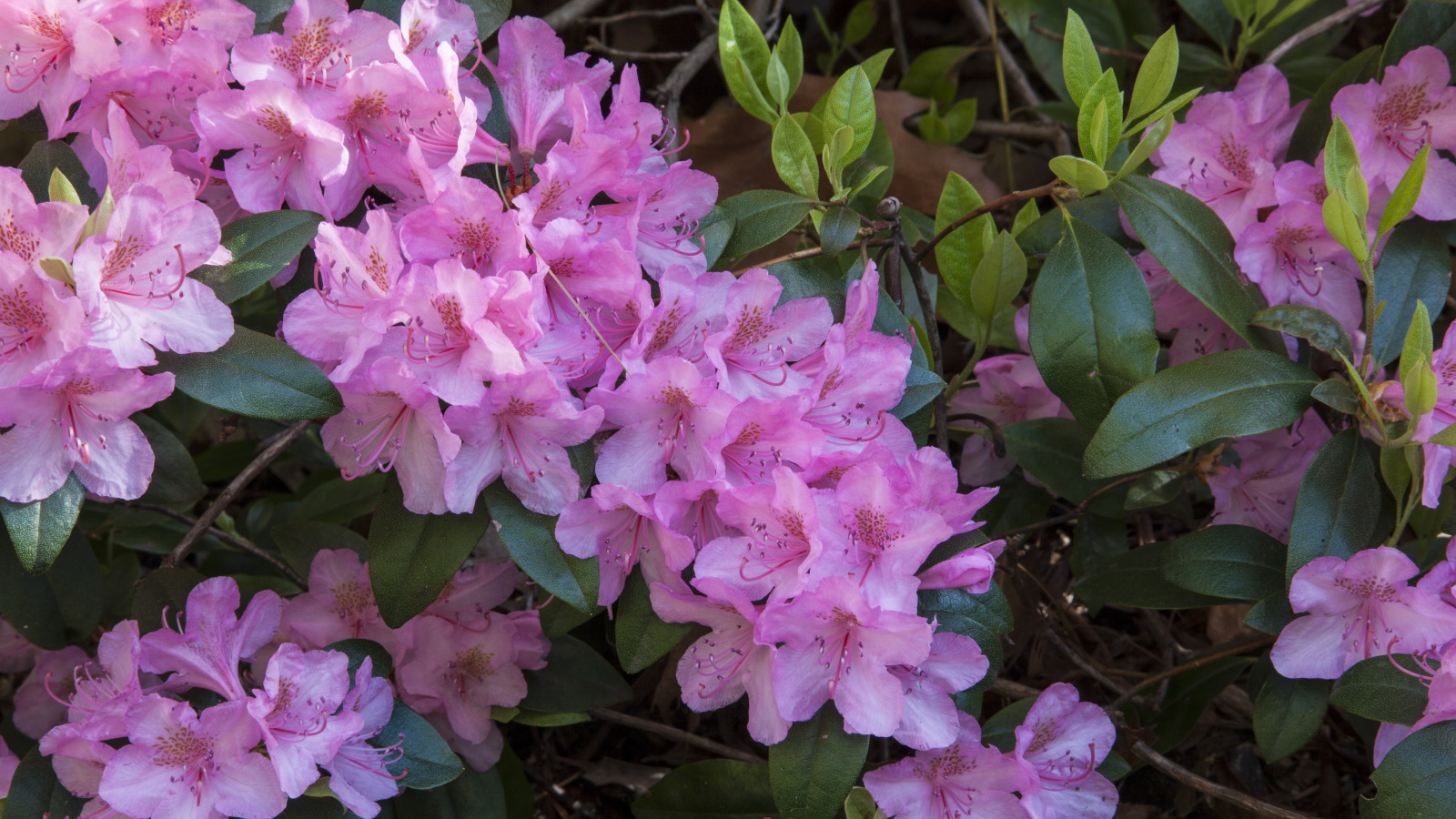Fleurs de rhododendron rose en fleurs