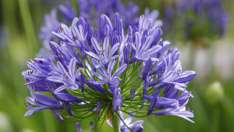 Devriez-vous Deadhead Agapanthus? Voici ce que je fais toujours en tant que jardinier professionnel, pour un minimum d’agitation et des fleurs maximales Blue flowers of agapanthus in a flower border
