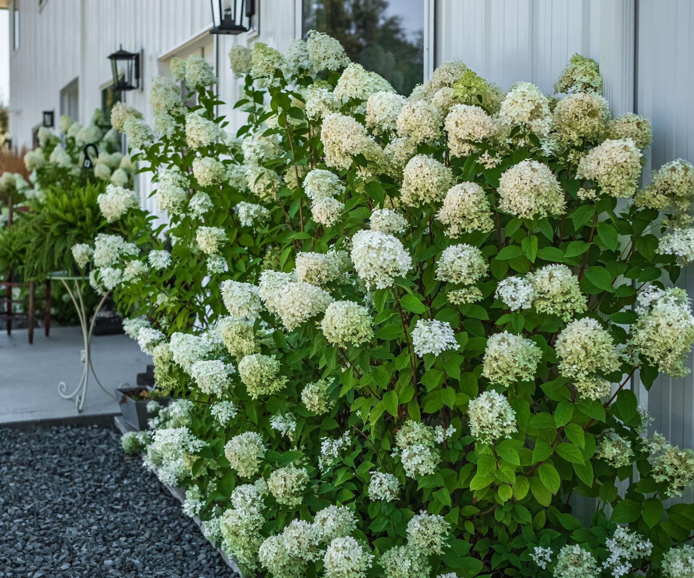 Hortengea blanche paniculata bobo dans une arrière-cour