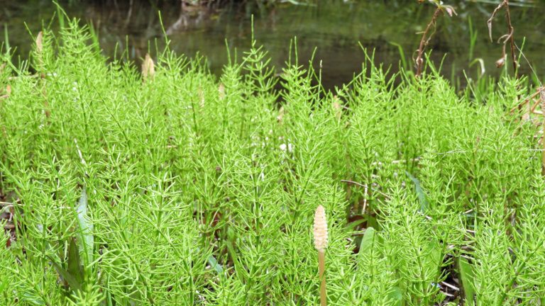 Horsetail est difficile à éradiquer, mais les experts du jardin recommandent 5 méthodes pour se débarrasser de cette mauvaise herbe problématique Field horsetail growing in a garden