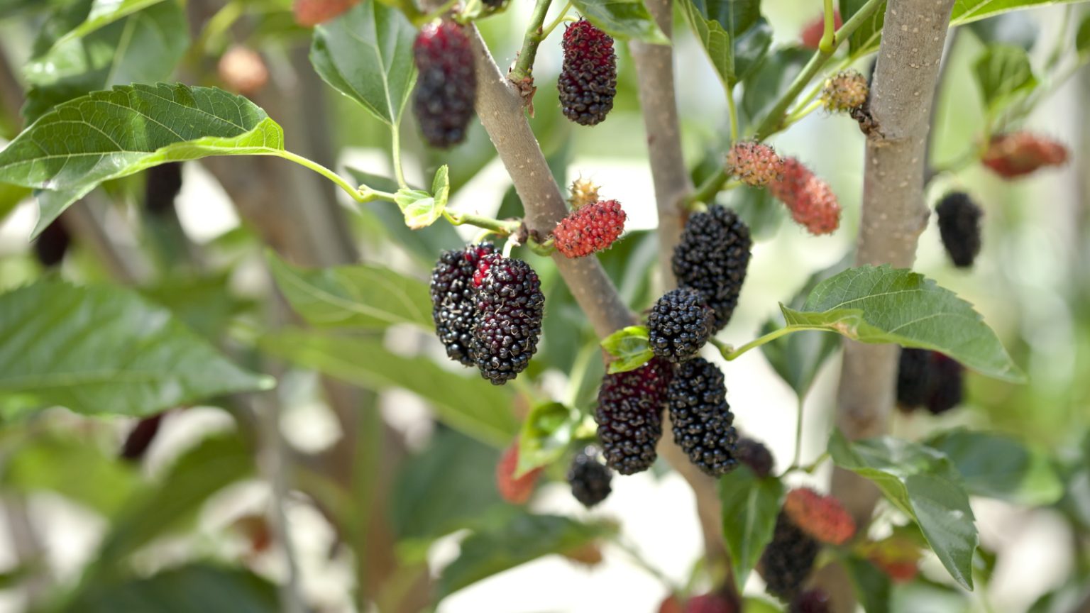 7 arbres fruitiers à tailler en août pour une récolte plus grande et meilleure – ma liste de contrôle essentielle de la fin de l’été en tant que jardinier professionnel How to get a mulberry tree to fruit